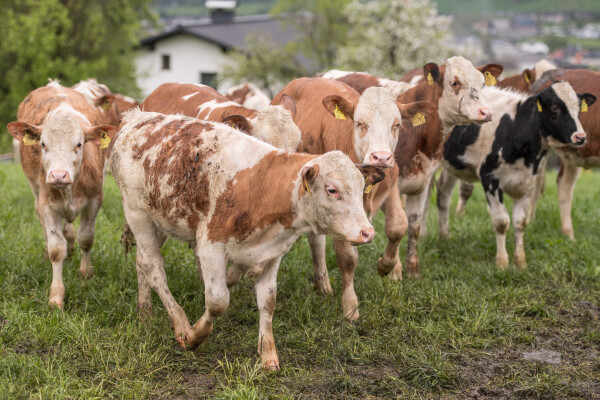Calves on the free-range pasture