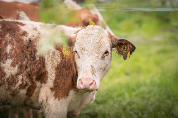 Organic dairy cow on the free-range pasture